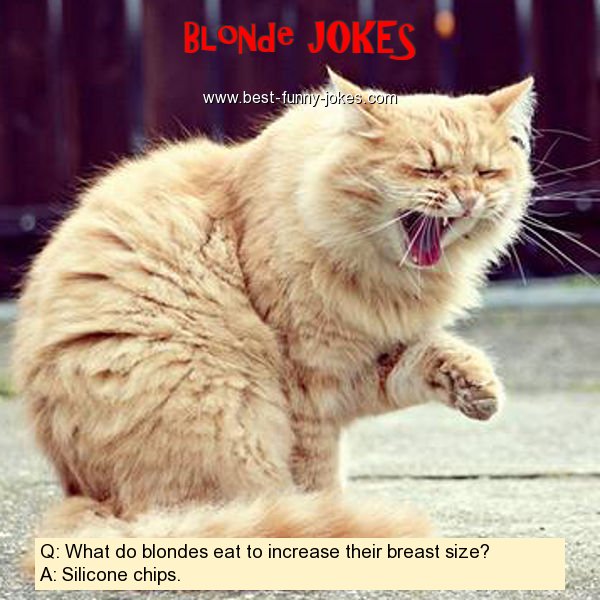 Q: What do blondes eat to incr