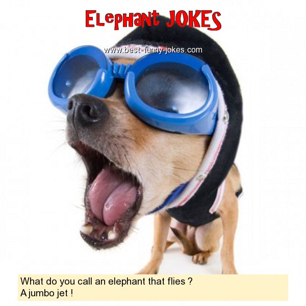 What do you call an elephant
