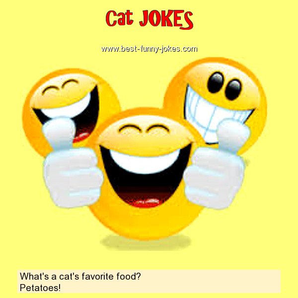 What's a cat's favorite food?