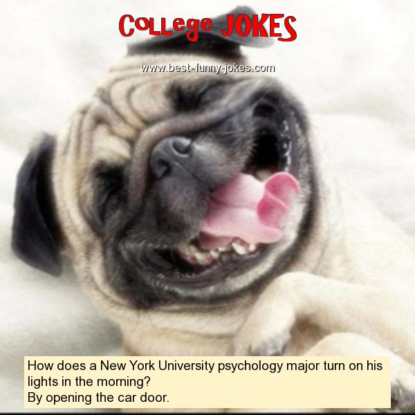 How does a New York University
