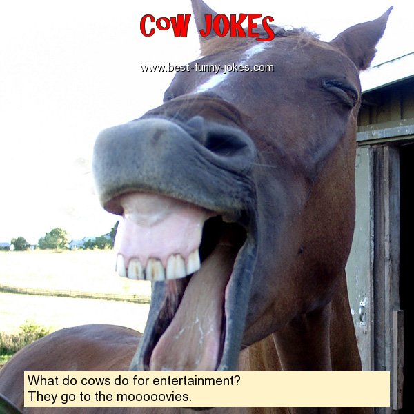 What do cows do for entertainm