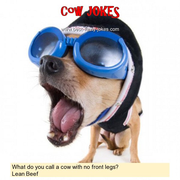 What do you call a cow with no
