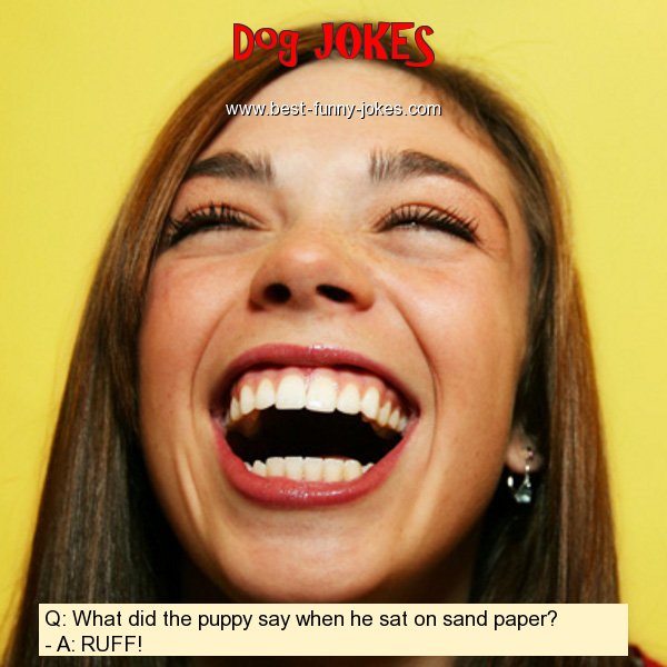 Q: What did the puppy say when