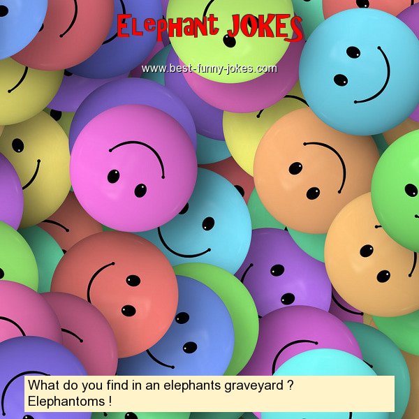 What do you find in an elephan