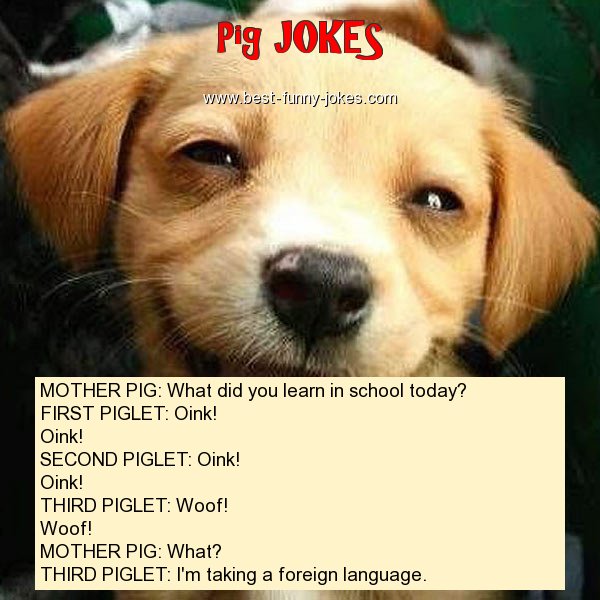 MOTHER PIG: What did you learn