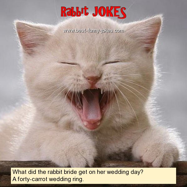 What did the rabbit bride get
