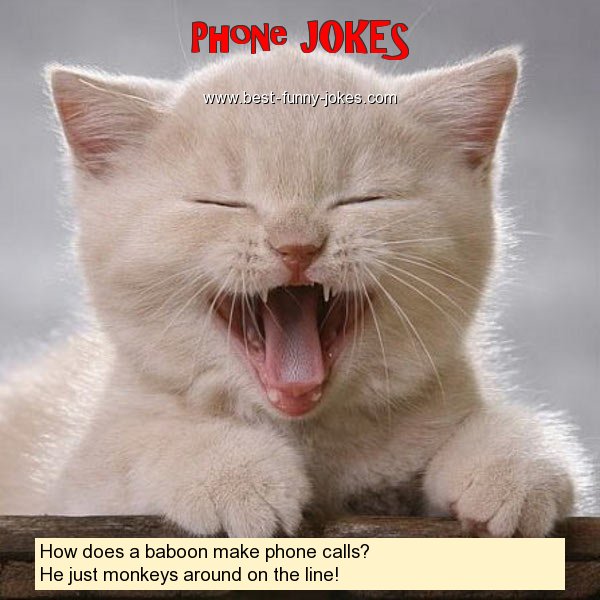 How does a baboon make phone c