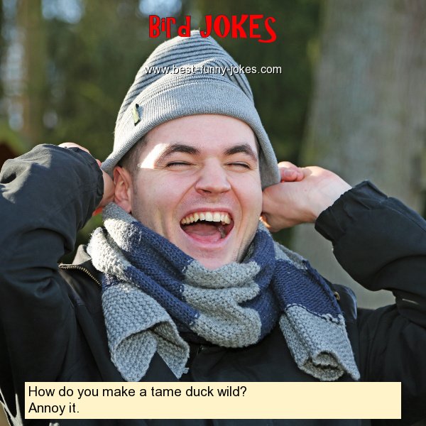 How do you make a tame duck wi