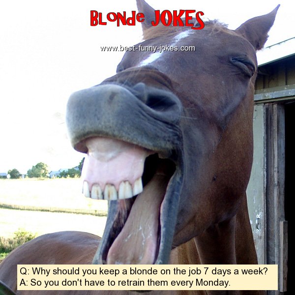 Q: Why should you keep a blond