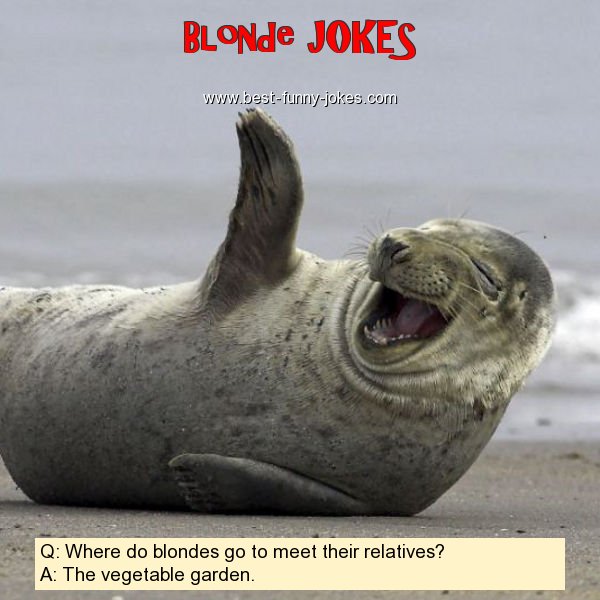 Q: Where do blondes go to meet