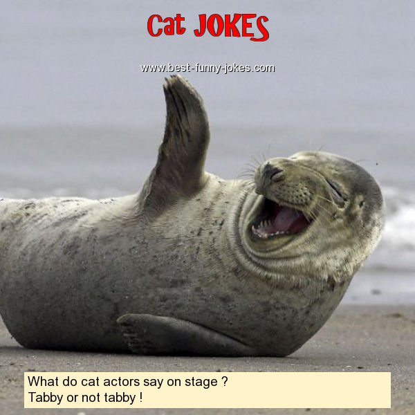 What do cat actors say on st
