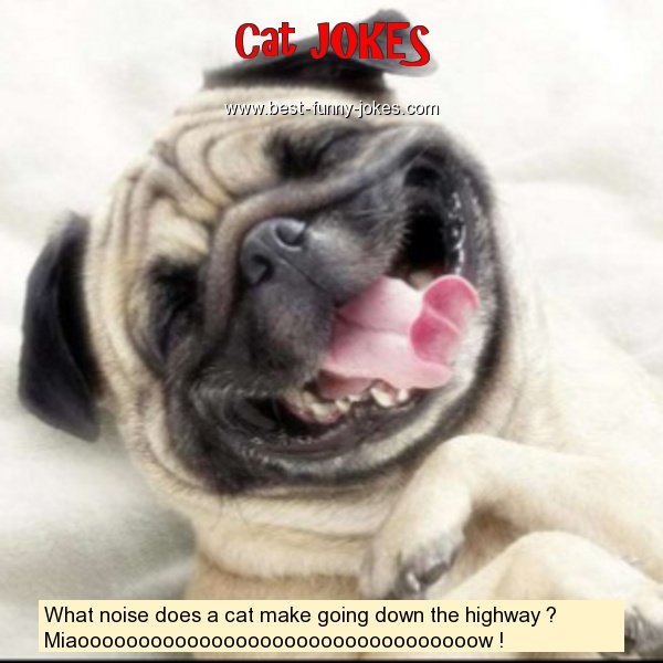 What noise does a cat make goi