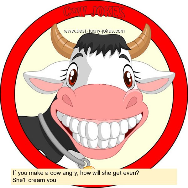 If you make a cow angry, how w