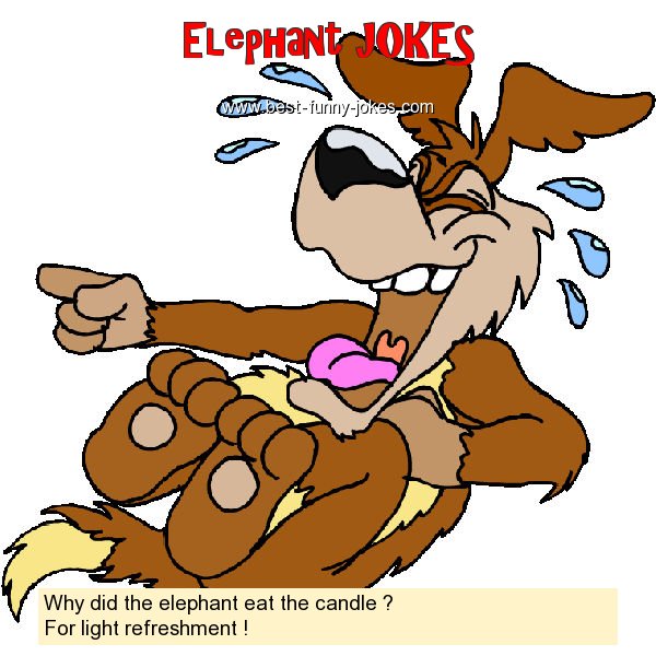 Why did the elephant eat the