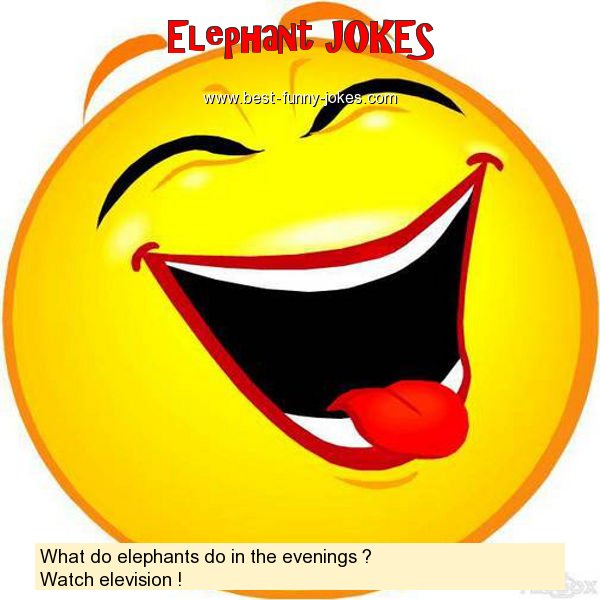 What do elephants do in the