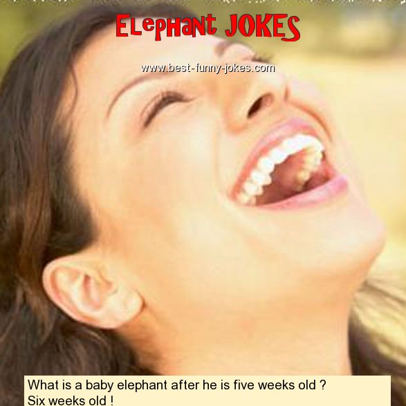 What is a baby elephant after