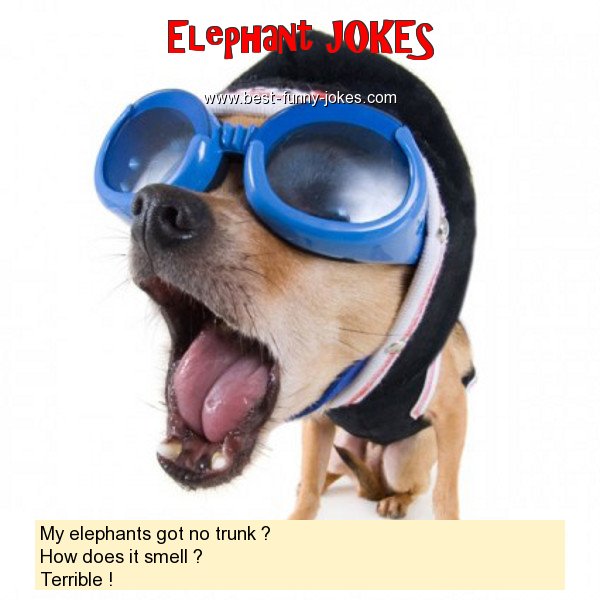 My elephants got no trunk ? H