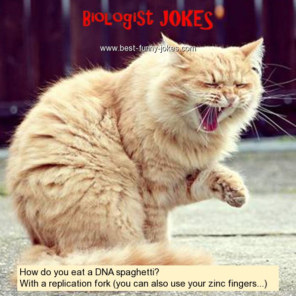 How do you eat a DNA spaghet